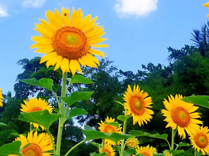 科学解读:向日葵花是不是一直向着太阳生长?