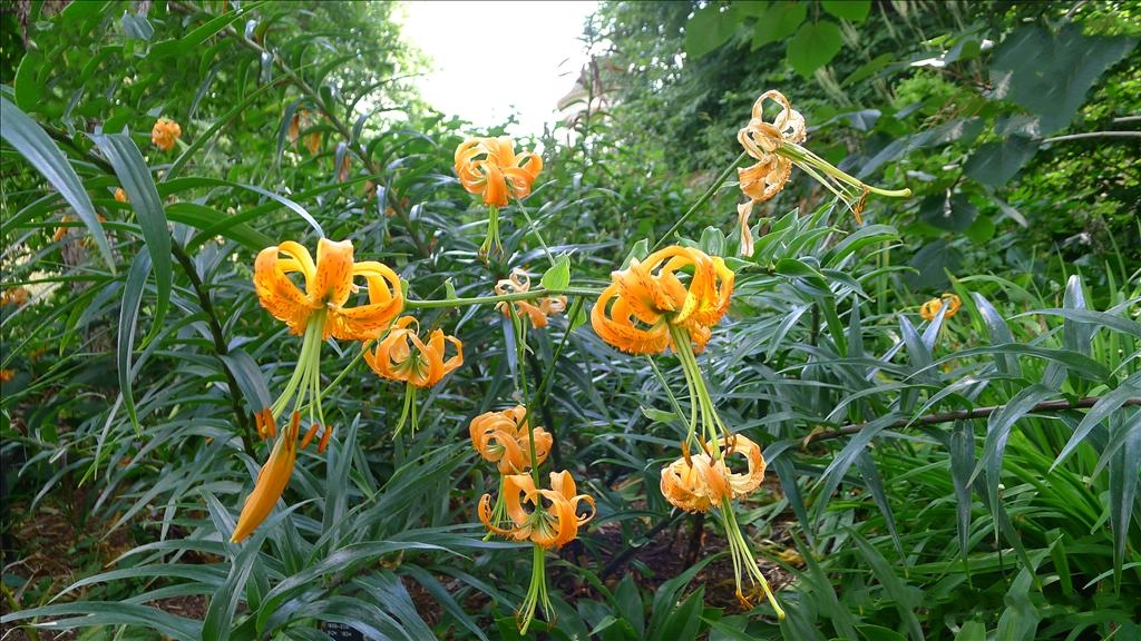 百合花最早出现在哪里?古老传说与探索追寻百合起源。