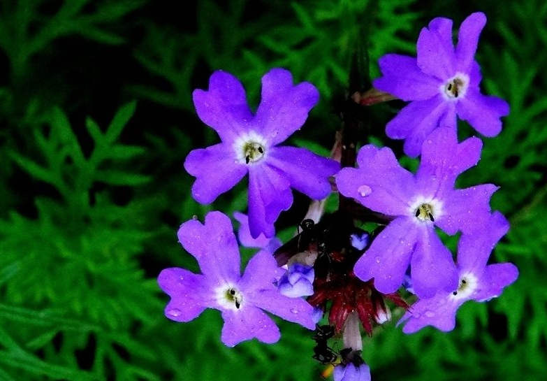 <b>紫罗兰怎么养护开花快？光照+浇水快速开花技巧</b>