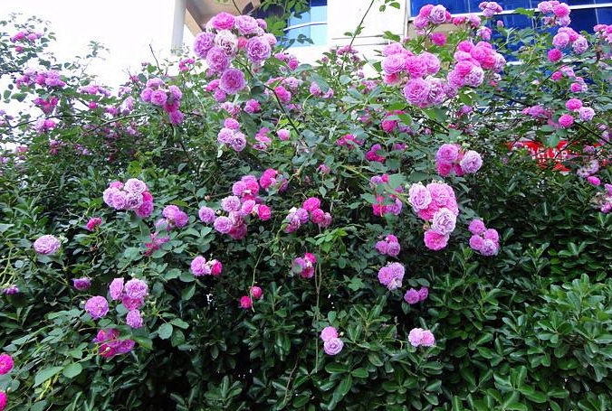 <b>蔷薇花是木本还是草本植物？木本身份之美。</b>