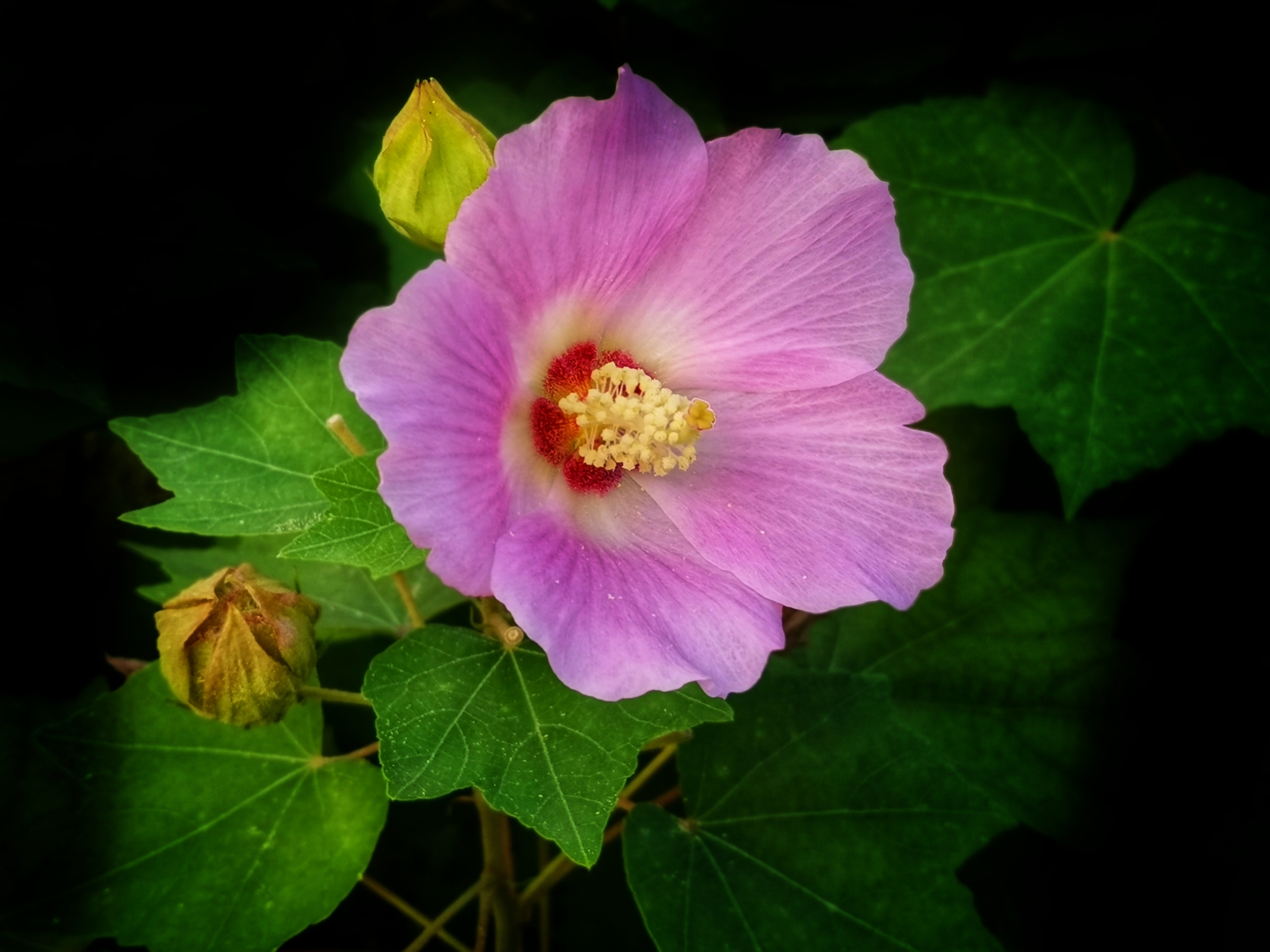 芙蓉花是荷花吗?全方位揭示芙蓉花与荷花的区别。