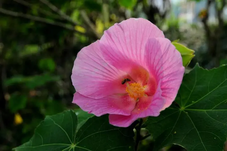 芙蓉花是荷花吗?全方位揭示芙蓉花与荷花的区别。