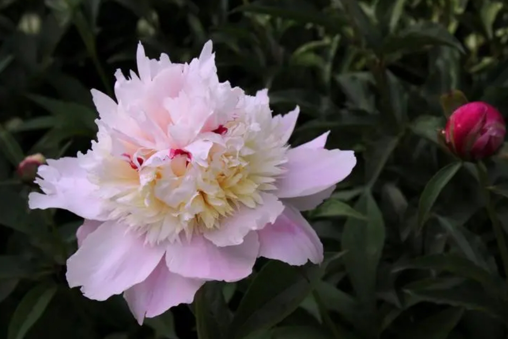 <b>芍药花颜色四彩斑斓，形态万千的花卉惊艳瑰宝。</b>