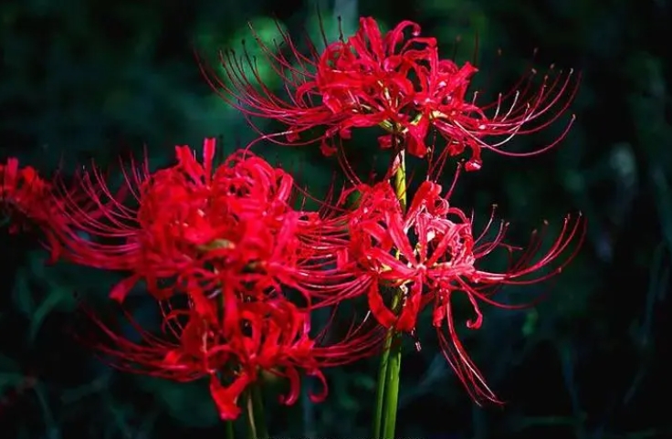 <b>彼岸花是曼珠沙华吗？彼岸花开与生死之界的使者。</b>