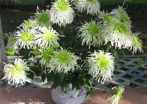 菊花为什么不能养在家里?风水与健康原因竟如此多!