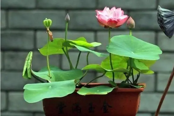 荷花和碗莲一样吗?有些相似却不同的夏日水中精灵。