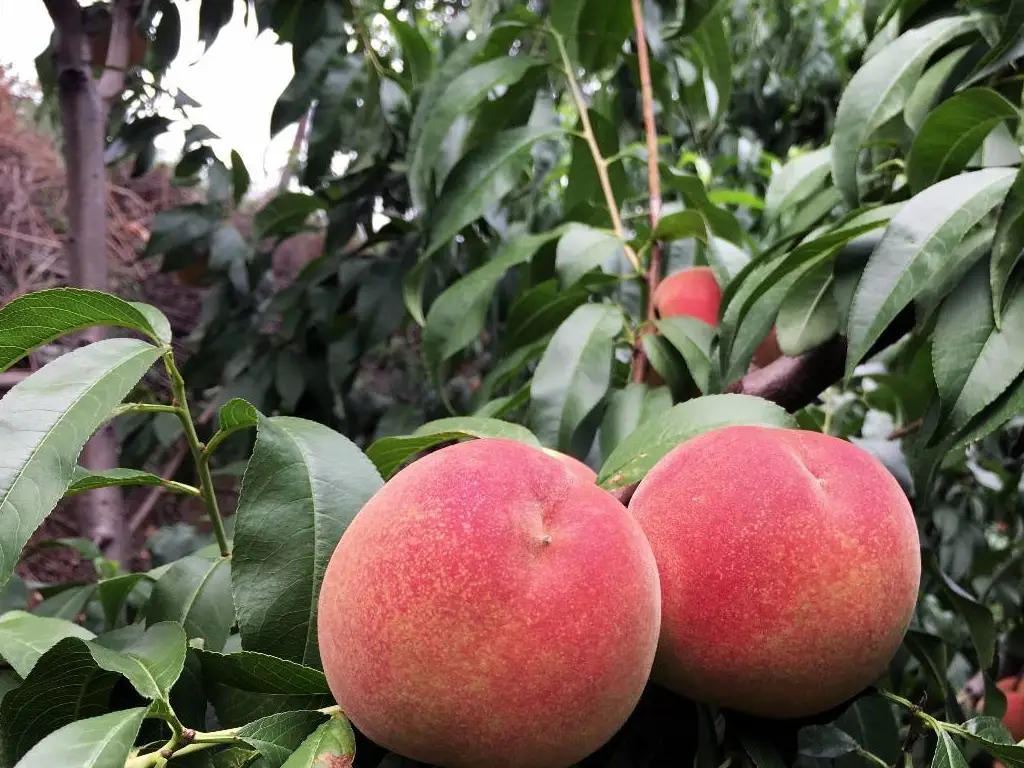 水蜜桃是凉性还是热性水果?健康饮食你吃对了吗?