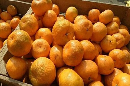芦柑果实可食部分达到多少比例?美味果肉占比惊人。
