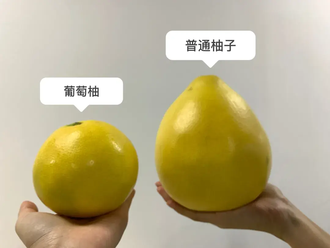 葡萄柚为什么这么小?品种与环境的完美融合。