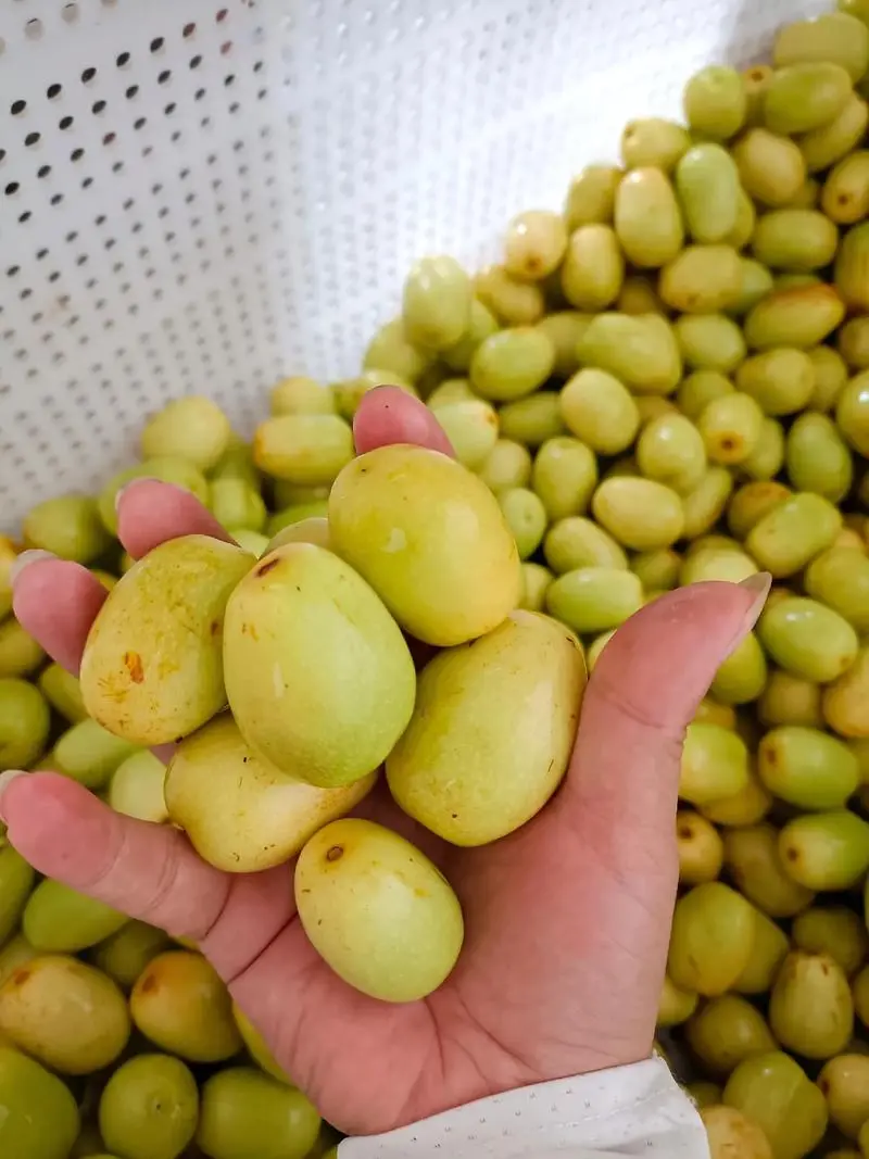 甜蜜对决-蜜枣是红色的好还是白色的好吃?
