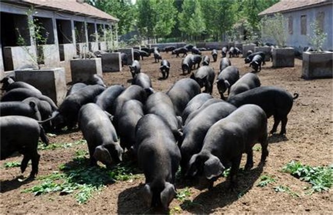 打造高品质黑猪养殖场:一文搞定规划方案+实操要点!