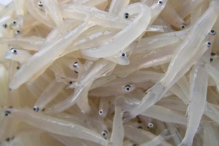 银鱼是淡水鱼还是海鱼?双重身份淡水海水都能游?