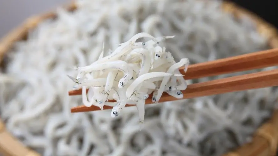 银鱼是淡水鱼还是海鱼?双重身份淡水海水都能游?