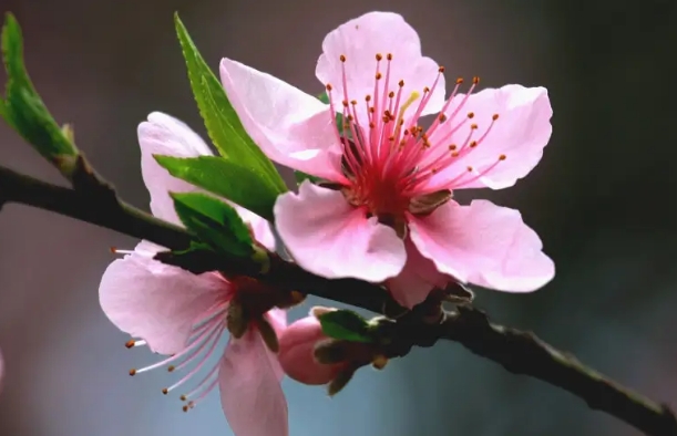<b>桃花有几个花瓣？五瓣绽放寓意五福临门的祝福。</b>