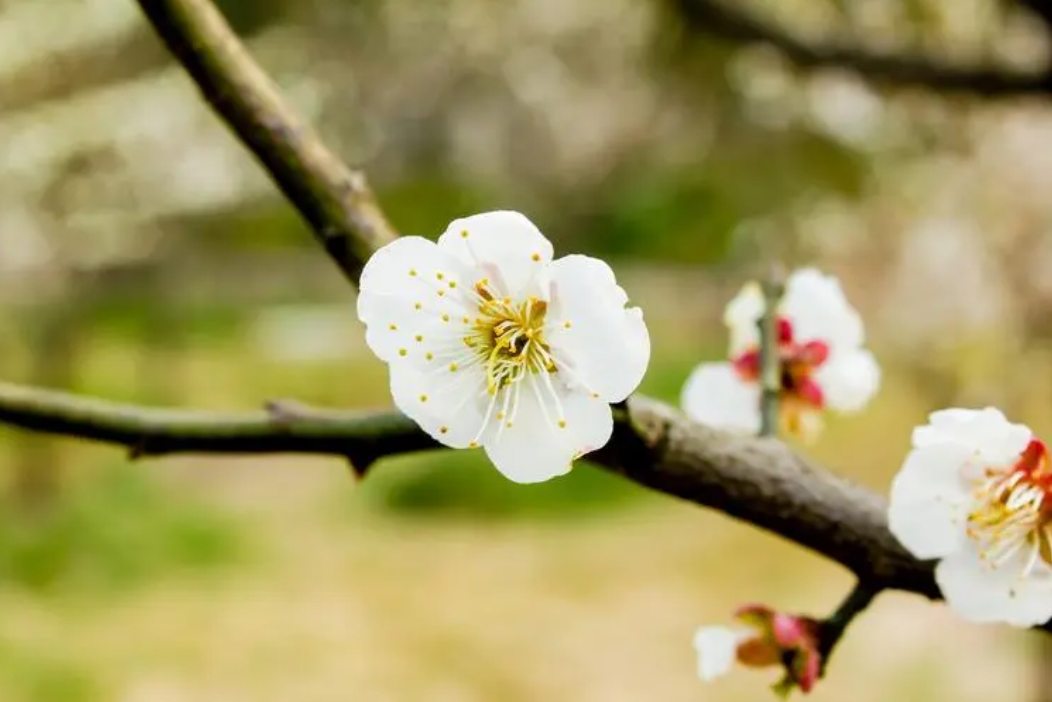 梅花有香味吗?梅花香自苦寒来,淡雅幽香令人醉。