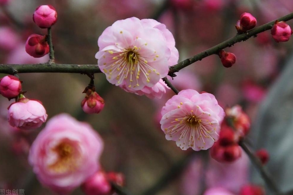 梅花有香味吗?梅花香自苦寒来,淡雅幽香令人醉。