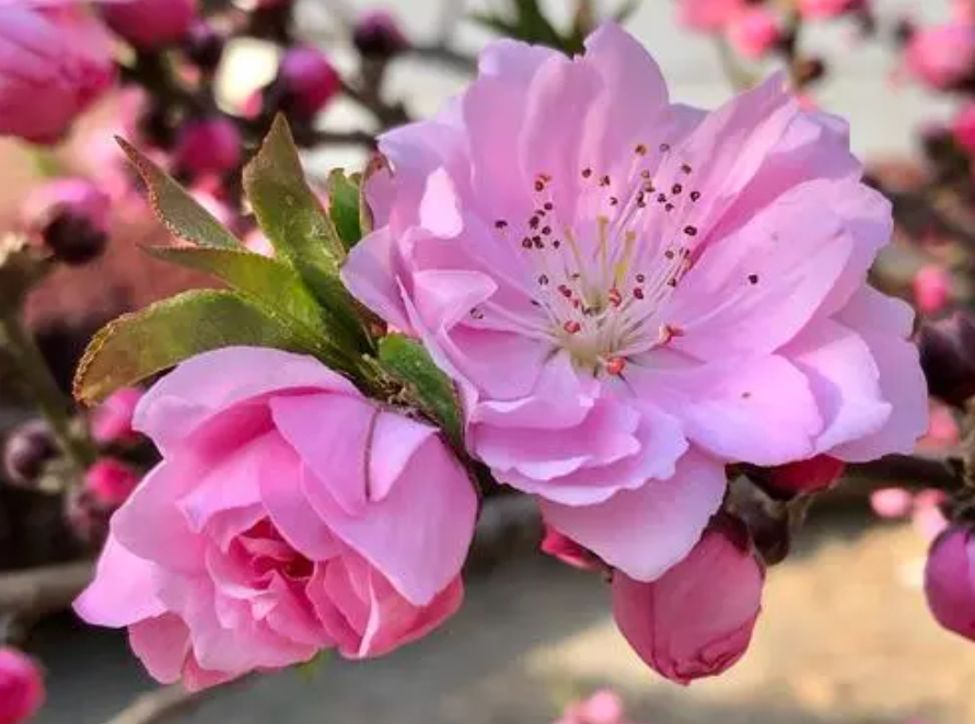 桃花有几个花瓣?五瓣绽放寓意五福临门的祝福。