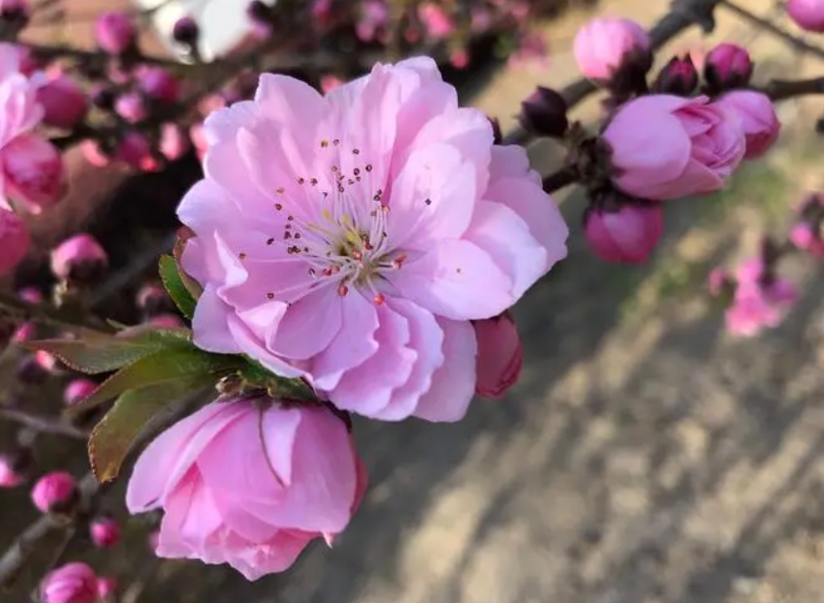 桃花有几个花瓣?五瓣绽放寓意五福临门的祝福。