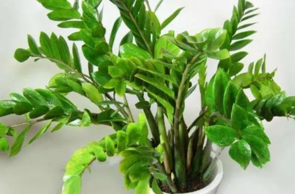 <b>金钱树喜阴还是喜阳光的植物？次说清楚让其繁茂生长。</b>
