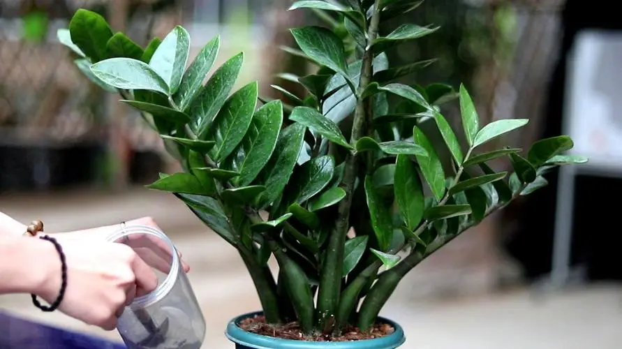 金钱树喜阴还是喜阳光的植物?次说清楚让其繁茂生长。