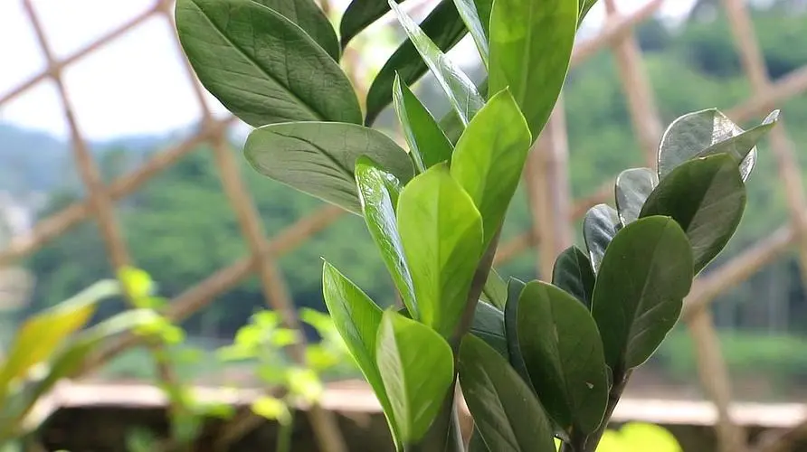 金钱树喜阴还是喜阳光的植物?次说清楚让其繁茂生长。