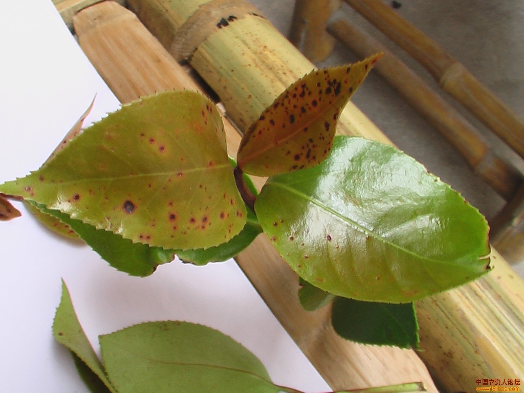 茶花养护难题-茶花叶子发黄有锈斑是怎么回事?