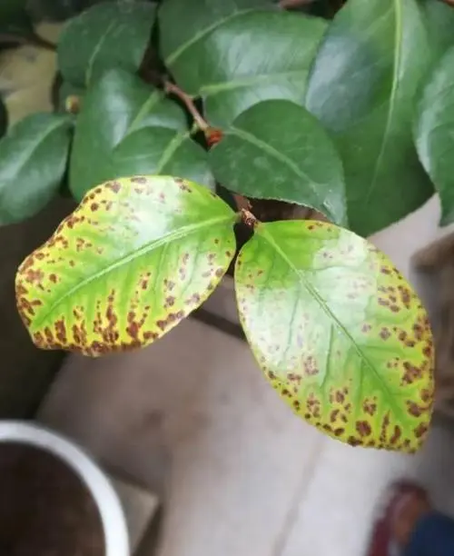 茶花养护难题-茶花叶子发黄有锈斑是怎么回事?