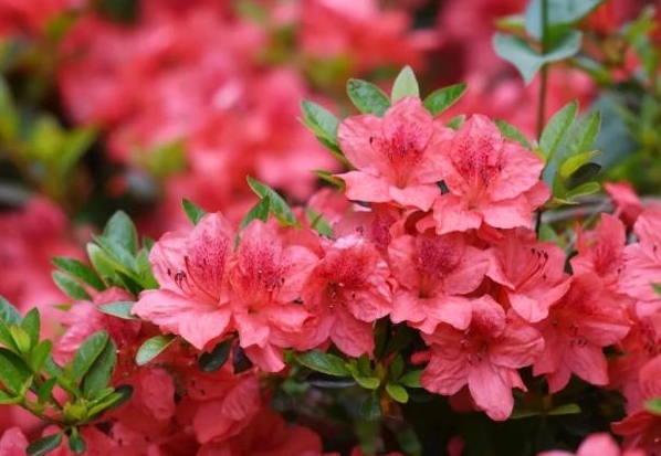 <b>杜鹃花和映山红是一种花吗？春色满园都一样。</b>