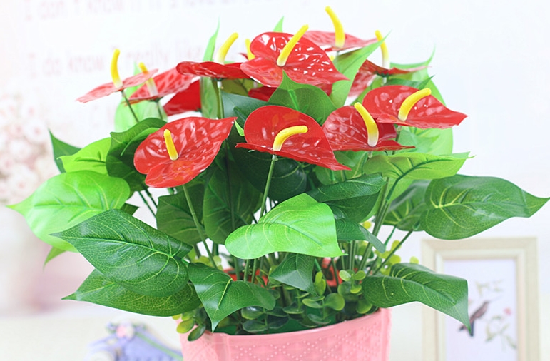 <b>红掌的花为什么看起来像假花？鲜艳饱满的颜色与蜡质层互相叠加的魅力。</b>