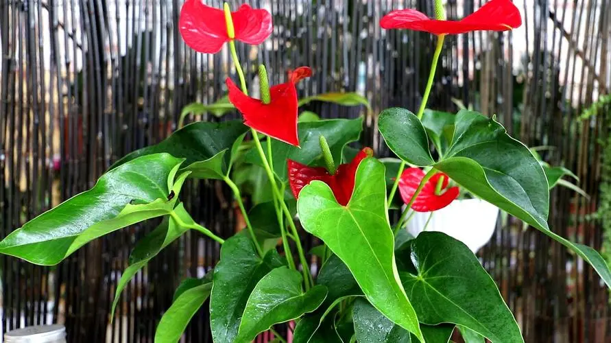 红掌的花为什么看起来像假花?鲜艳饱满的颜色与蜡质层互相叠加的魅力。