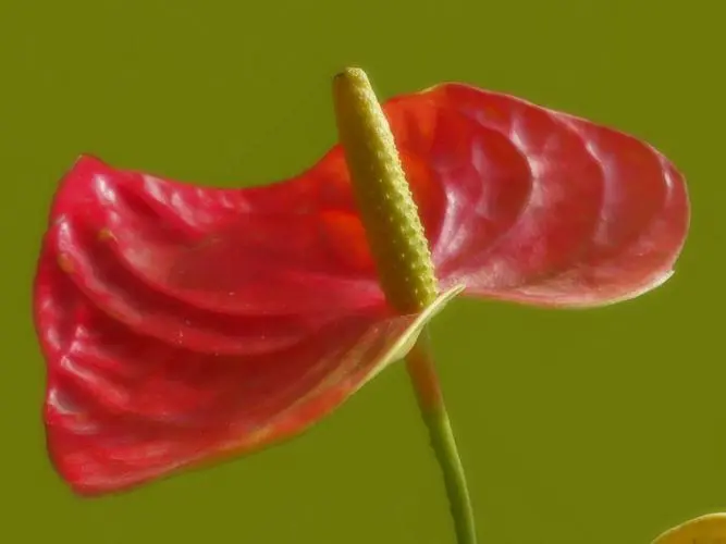 红掌的花为什么看起来像假花?鲜艳饱满的颜色与蜡质层互相叠加的魅力。