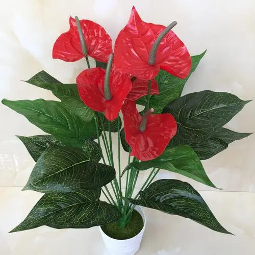 红掌的花为什么看起来像假花?鲜艳饱满的颜色与蜡质层互相叠加的魅力。