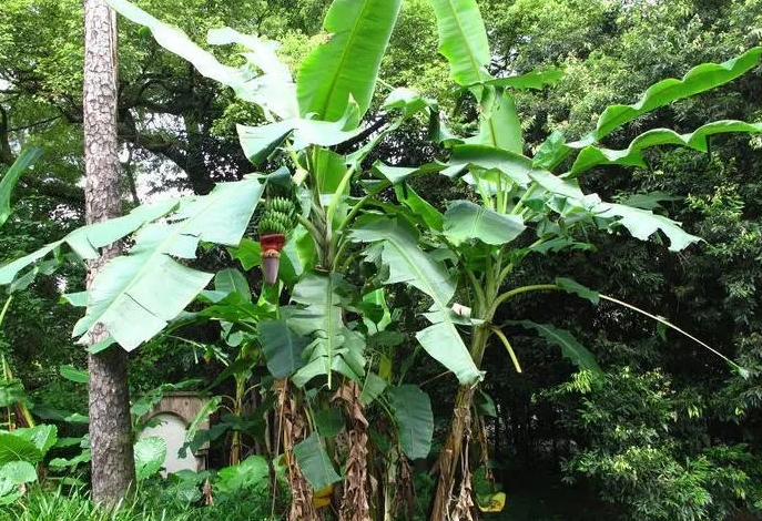 <b>芭蕉物语-芭蕉为什么是最老实的植物？静守岁月，无私奉献。</b>