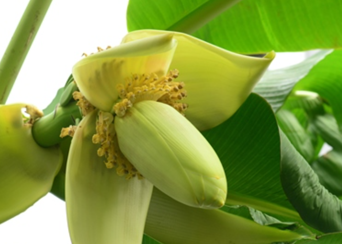 芭蕉物语-芭蕉为什么是最老实的植物?静守岁月,无私奉献。