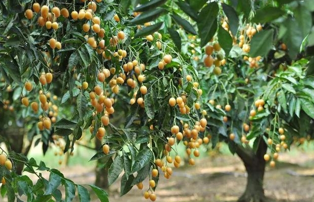 <b>黄皮果-南方果园里的金色诱惑，你尝过吗？</b>