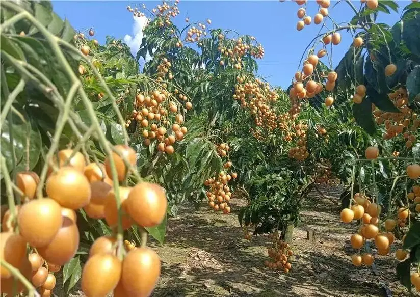 黄皮果-南方果园里的金色诱惑,你尝过吗?