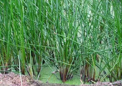 探寻荸荠生长之源:水生植物中的“黑珍珠”。
