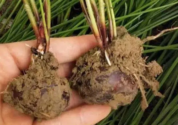 探寻荸荠生长之源:水生植物中的“黑珍珠”。