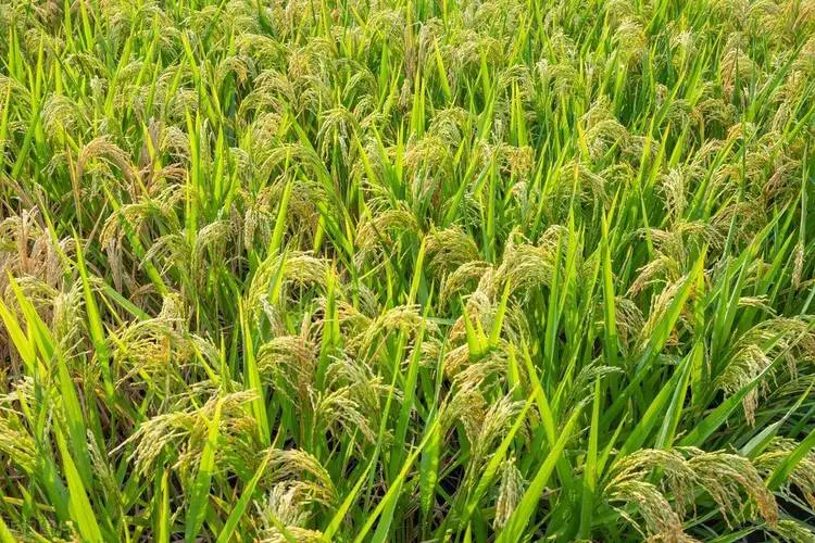 叶面肥使用法则指南:施用时间对了效果会翻倍!