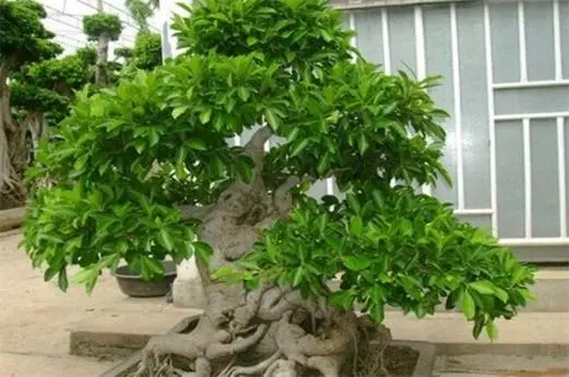 榕树桩嫁接开启跨界融合,独一无二盆景新玩法。