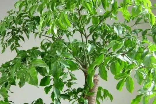 <b>幸福树夏日高温防晒指南，降温养护秘籍让幸福不枯萎。</b>