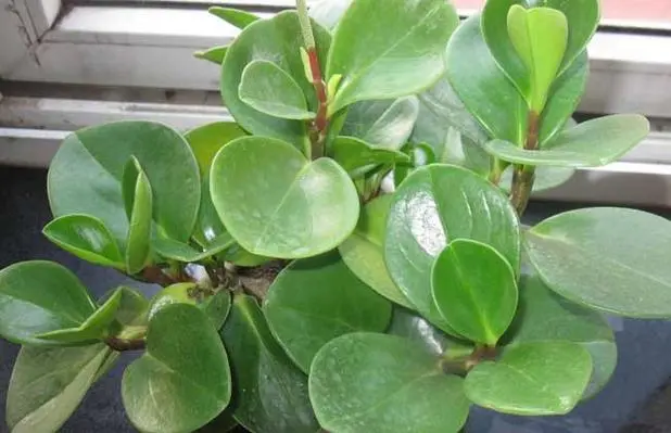 不容错过的家居花卉宝藏:碧玉常绿植物的魅力探索。