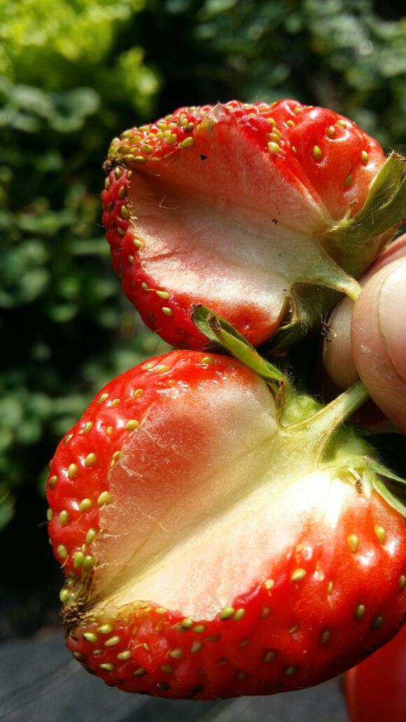 草莓裂果原因不可怕,科学种植是关键!实用攻略来袭