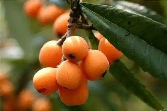 <b>枇杷核种植变果树？掌握这几点，轻松实现家中果园梦！</b>
