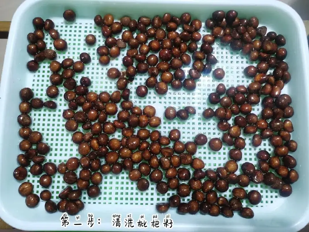 枇杷核种植变果树?掌握这几点,轻松实现家中果园梦!