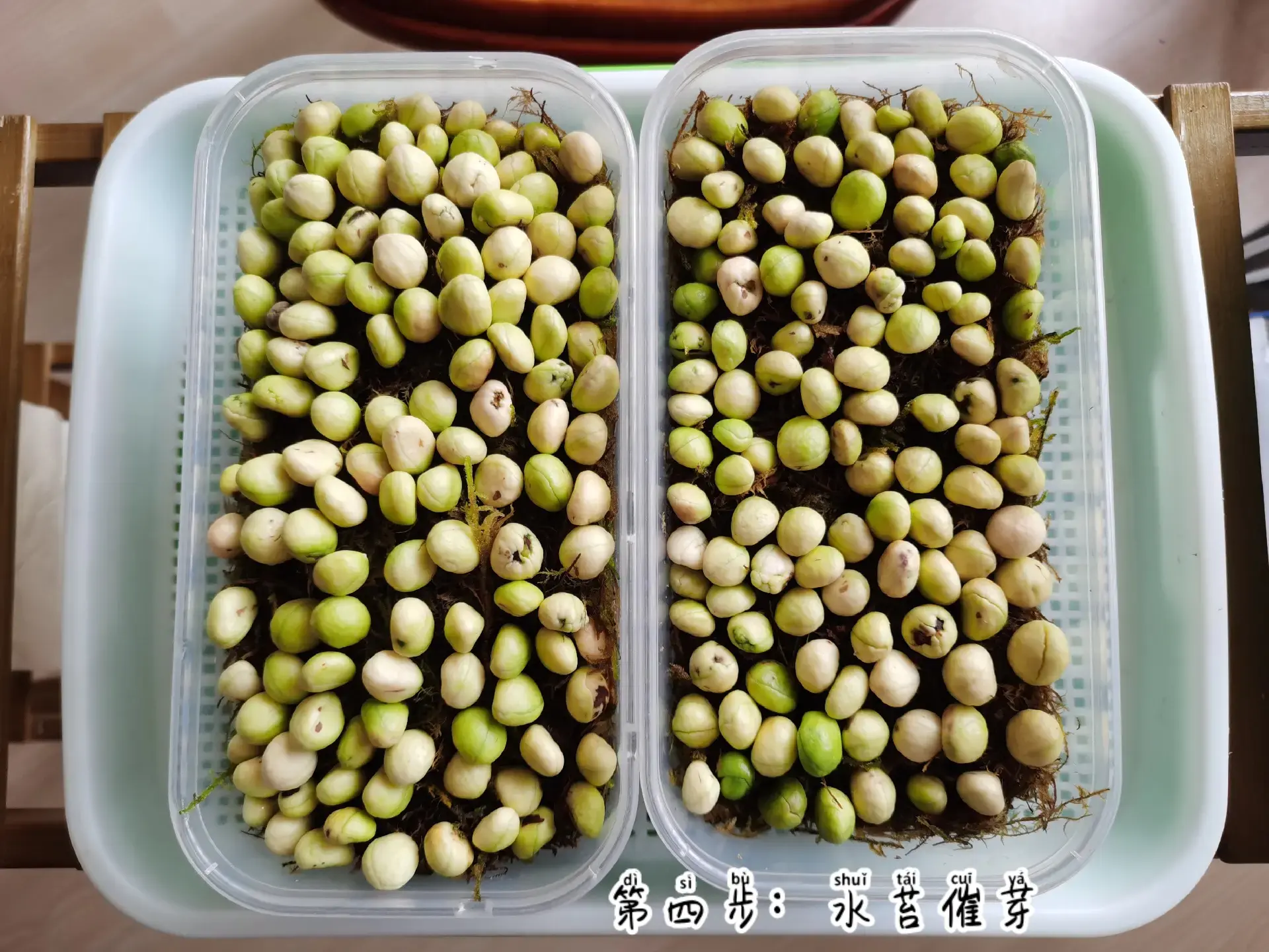 枇杷核种植变果树?掌握这几点,轻松实现家中果园梦!