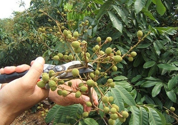 种植户掌握这些修剪技巧,让你的桂圆树果实满枝!
