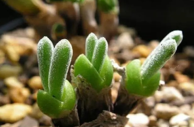 <b>碧光环种子揭秘：微小却强大，种植技巧与养护攻略！</b>