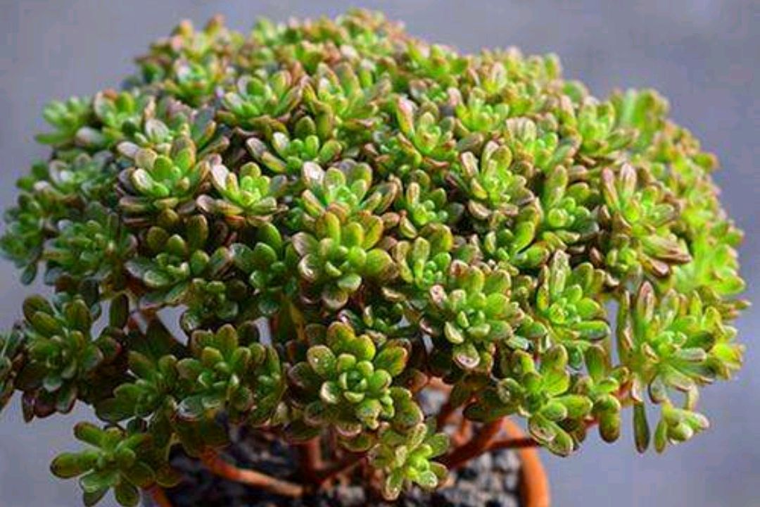 小人祭开花要剪掉吗?家庭种植专家告诉你答案。