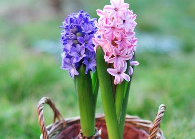 <b>风信子-从观赏到药用，一花多用的神奇花卉</b>